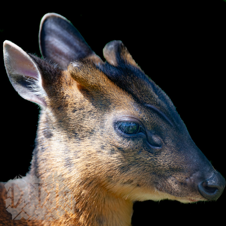 Muntjac (Muntiacus reevesi) - Cervidae (22/06/2008)