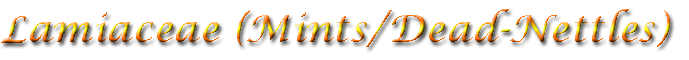 Lamiaceae (Mints & Dead-Nettles)