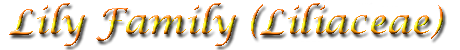 Lily (Liliaceae)