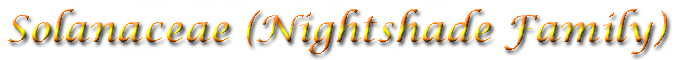 Solanaceae