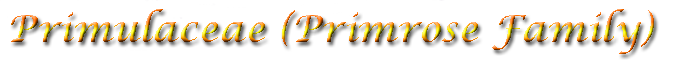 Primulaceae