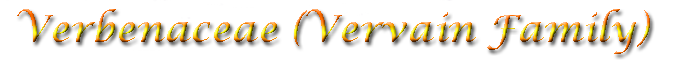 Vervains (Verbenaceae)