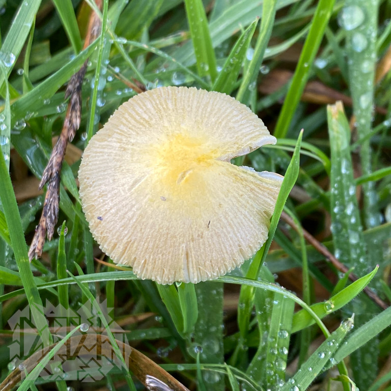 Yellow Fieldcap (Bolbitius titubans) - Family Fieldcaps (Bolbitiaceae ...